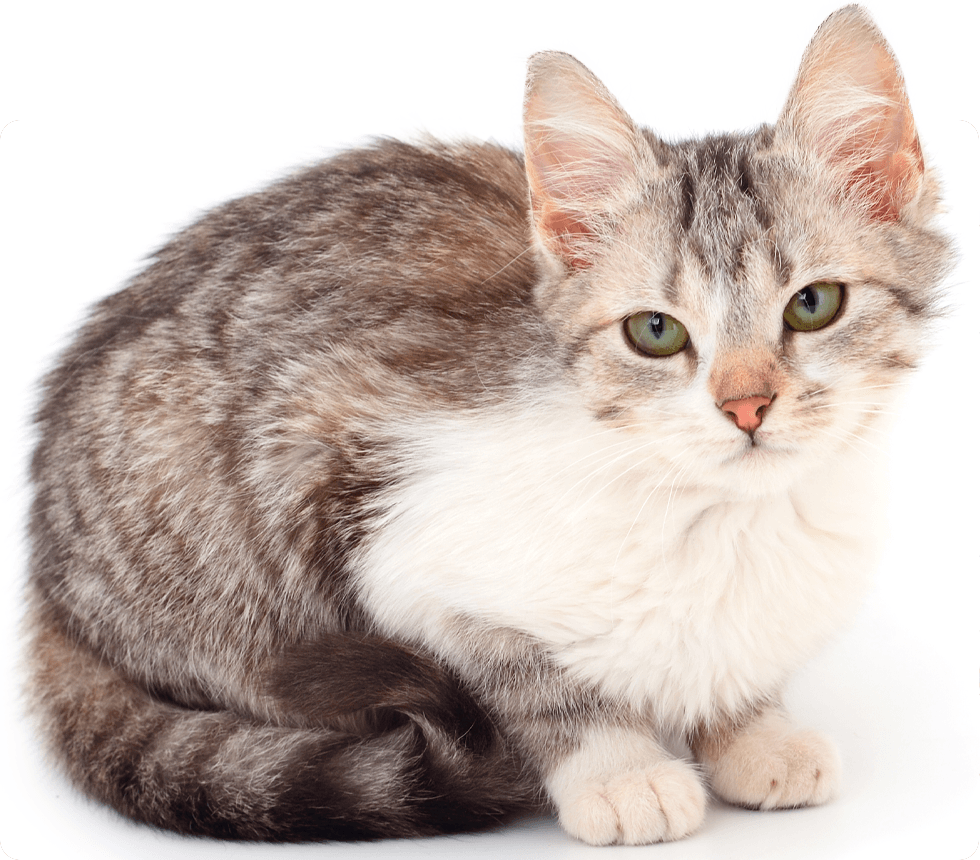 small gray kitten sitting