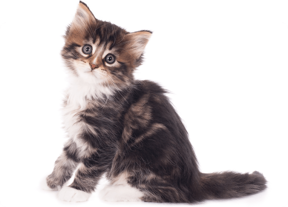 little fluffy kitten on white background